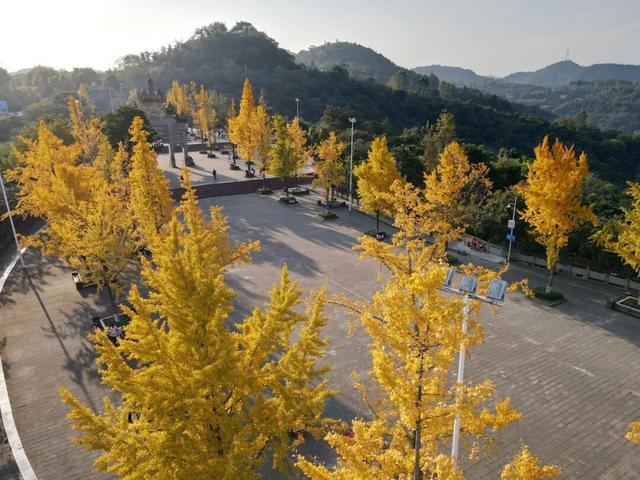 含“金”量100%！是时候来仁寿，邂逅一抹银杏黄啦~