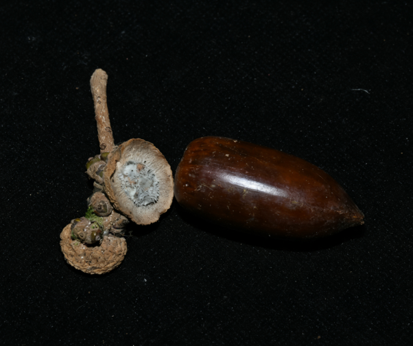 首次发现仅3株，25年云南又发现2株，网友：不稀奇	，老家遍地都是