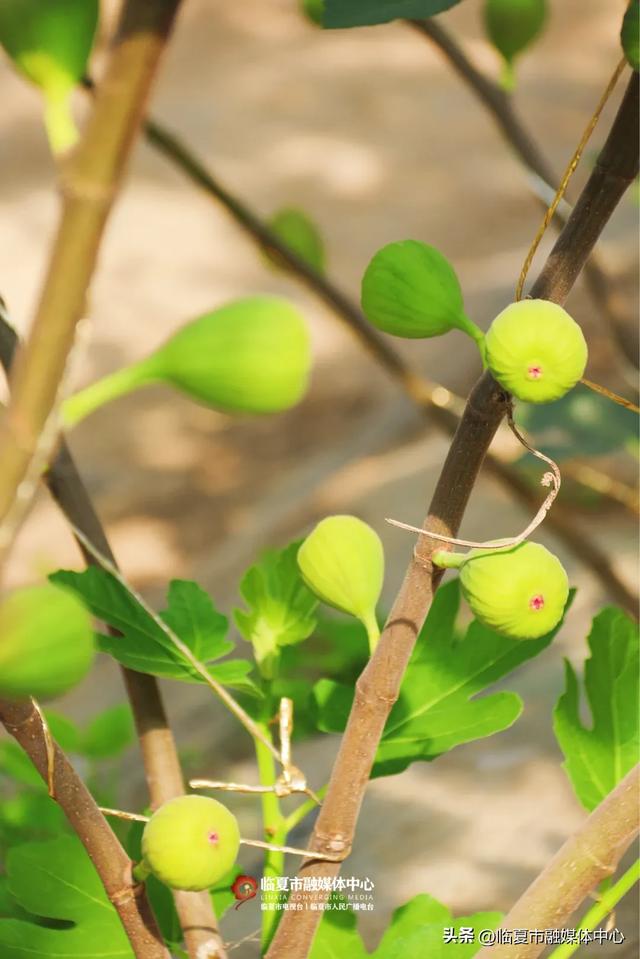 秋天的第一口甜,何必远方?临夏市大庄村的“养颜果”甜到心坎里~