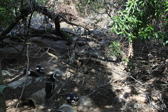 南部非洲：南非开普敦企鹅岛