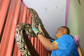 恐怖！泰国春武里民众家中潜入4米长大蟒！图片