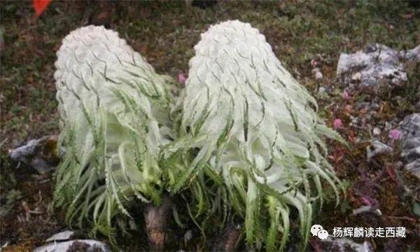 昌都•察雅，资源非常丰富，平均海拔3500米