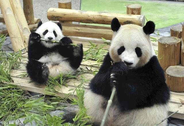 最后关头，高市政府通告中国，希望送回大熊猫，中方误判了日本？