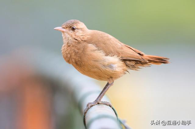 尼康500mm f/5.6E PF镜头评测：轻量化设计与卓越的超远摄镜头