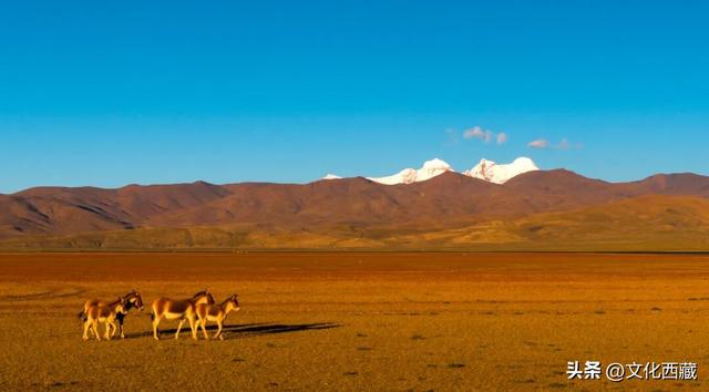 疯狂心动！哲古草原秋日限定景观，藏着西藏最野的浪漫！