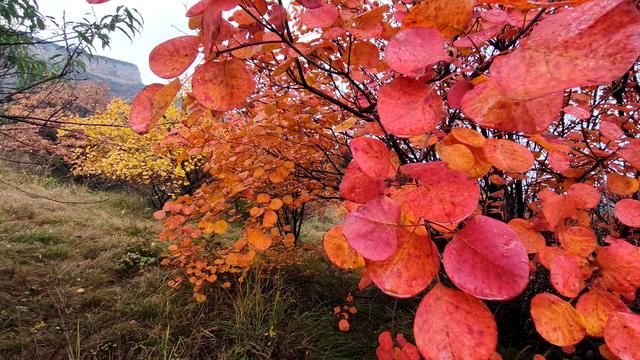 雾锁风挡山，红叶引客来