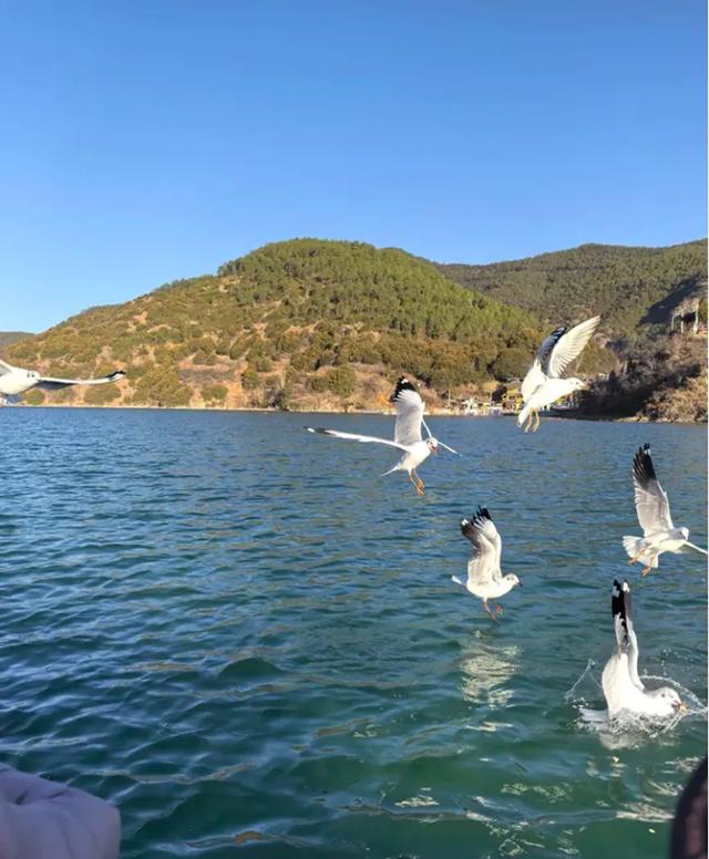 晨游泸沽湖|在高原明珠与鸥共舞