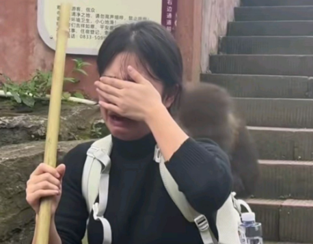 峨眉山泼猴又上热搜！多名游客遭追逐滚下山，景区回应：无法避免