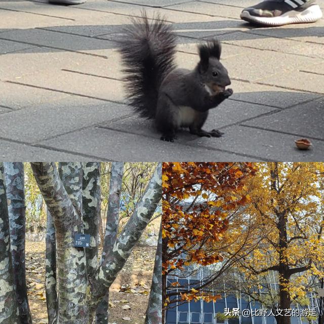 北京：焦糖色的秋日正当时，还有美味素食+直达专列，走啦！