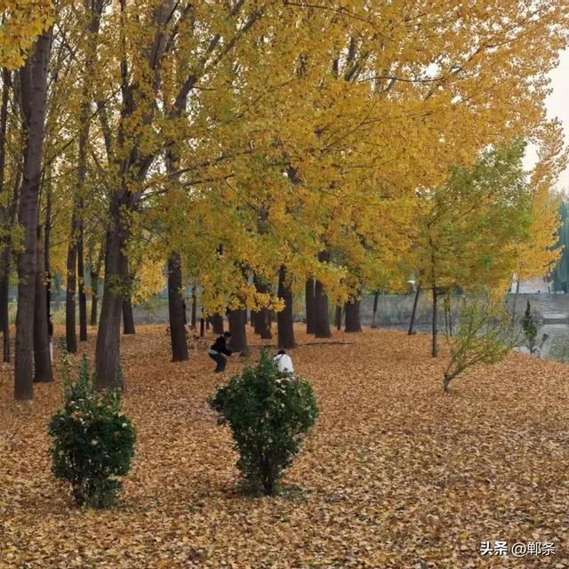 魏县：一卷斑斓 满城诗意