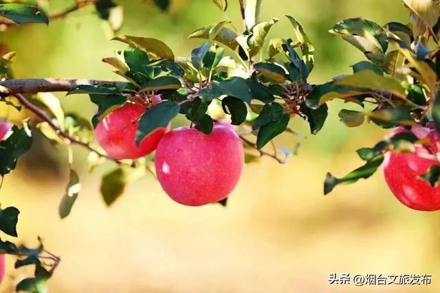 【乐游烟台】十一月的烟台：苹果熟了，秋天的味道也到了尾声