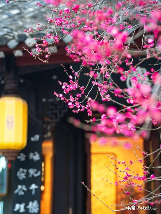 成都这波“梅”景太出片，错过再等一年~