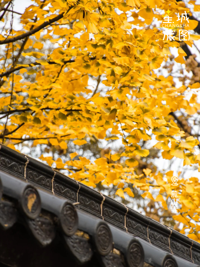星城鎏金，银杏逐光