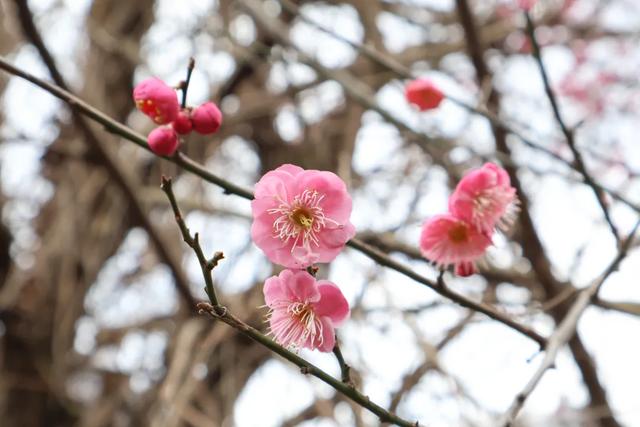 限定！快到这里领桐梓冬日“梅”好！