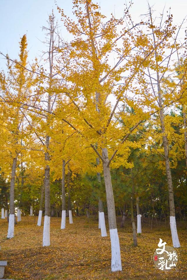 当秋风吻过乳山：一场关于色彩与治愈的漫步指南