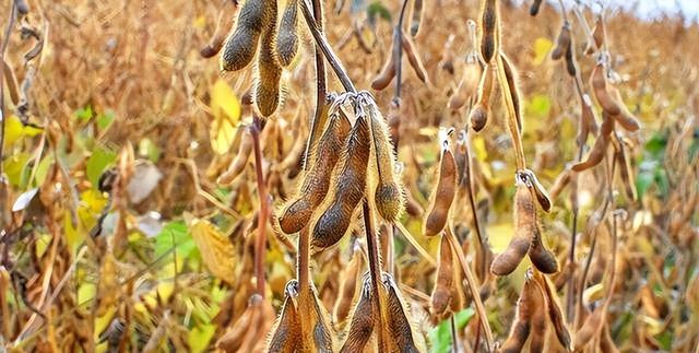 巴西大豆坐地起价？对华报价疯涨，中国买家集体停购：等两个时机