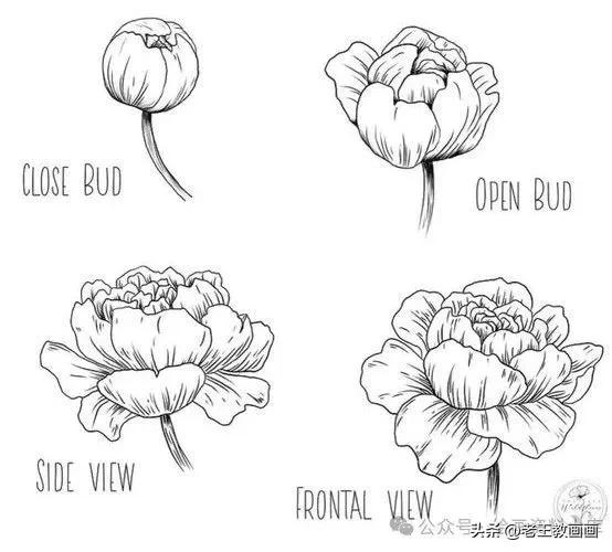有手就能画！花卉简笔画教程