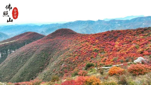 快看佛照山红叶进入最佳观赏期！
