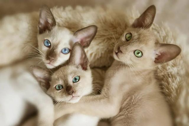 全世界100个宠物猫品种大赏！