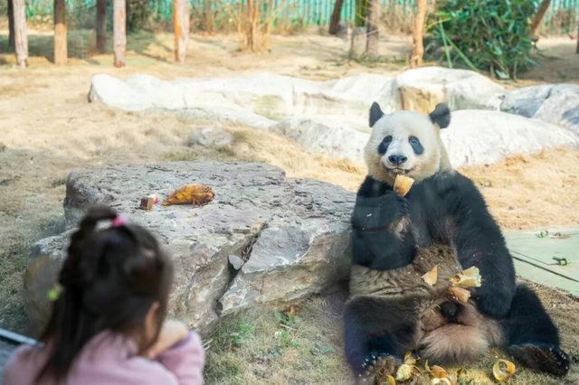 山东有自己的“疯狂动物城”！