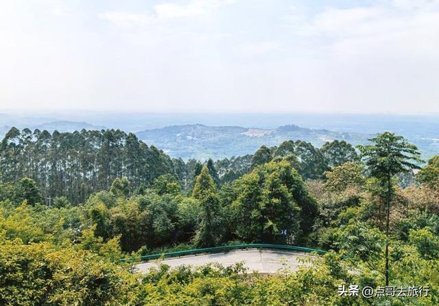 成都龙泉山冷门徒步路线，大片桉树林超美，不要门票，野趣十足！