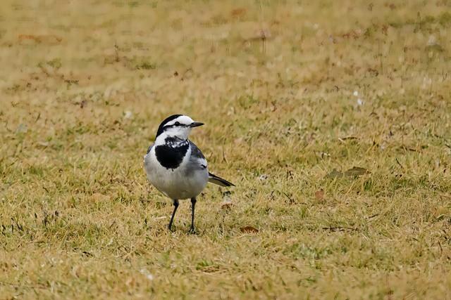 为什么下雪不让用融雪剂了！？