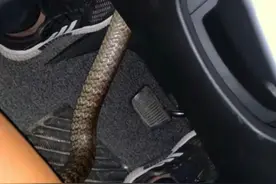 我开车的时候钻出来🐍了，天呐！！！图片