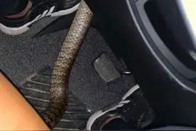 我开车的时候钻出来🐍了，天呐！！！图片