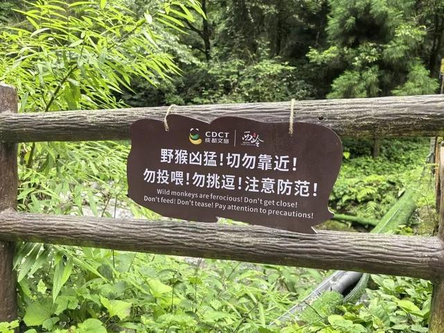 西岭雪山发生多起猴伤人事件，当地村民也饱受猴群困扰，景区回应：游客投喂是令我们头痛的一件事