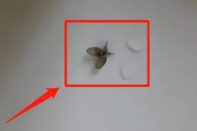 卫生间的小飞虫到底是啥？别看外表不起眼，但它的危害超出你想象图片