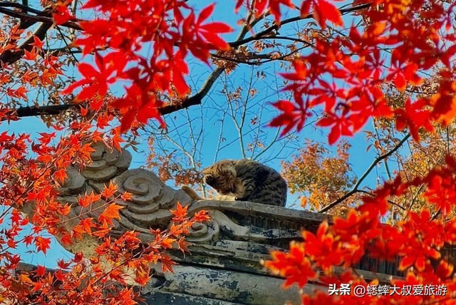 江浙沪被误会的“宝藏古镇”，本以为门票高昂，其实免费也能玩！