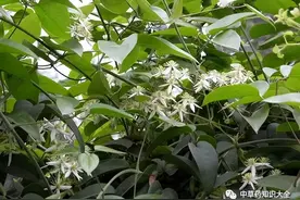 每日一味中药——青风藤图片