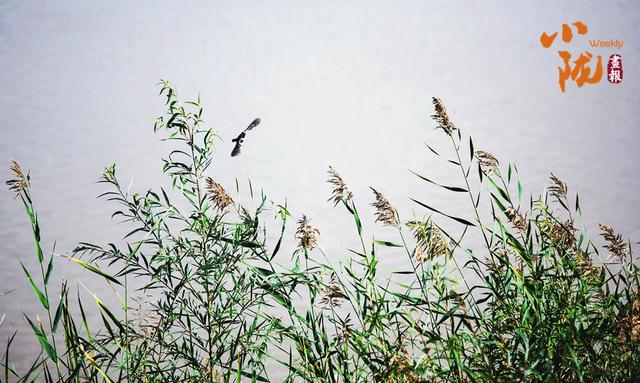 【小陇画报·429期】永靖秋韵：黄河之畔的诗意画卷