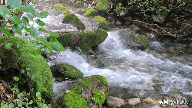 来呀，去白云山看金莲花，辽阳县大黑山风景区境内的白云山