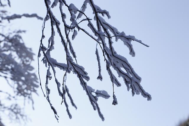 武山县太皇山：雪松琼枝绽冬韵
