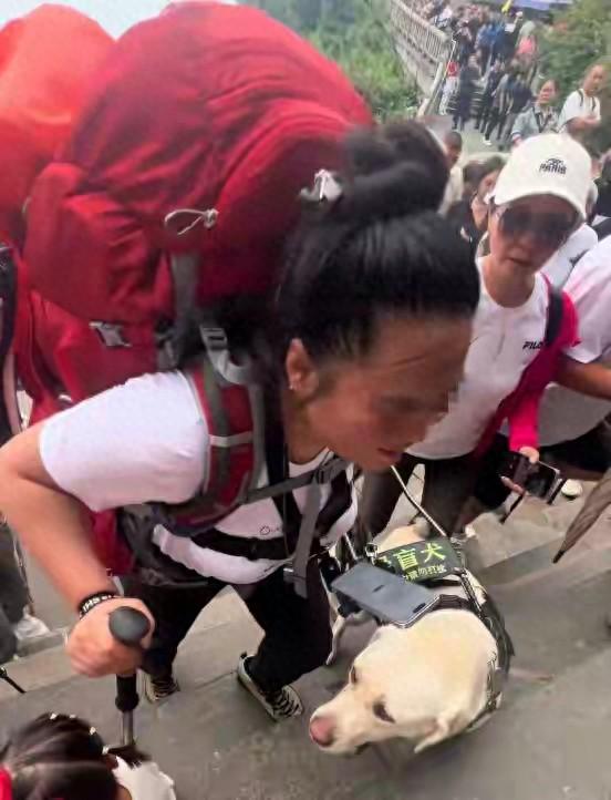 带导盲犬爬泰山的夫妻被网友批评，导盲犬芬迪看着非常累