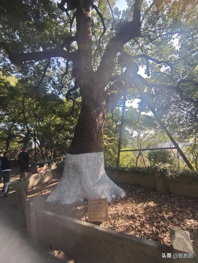 2025 杭州西湖 City Walk 留下足迹