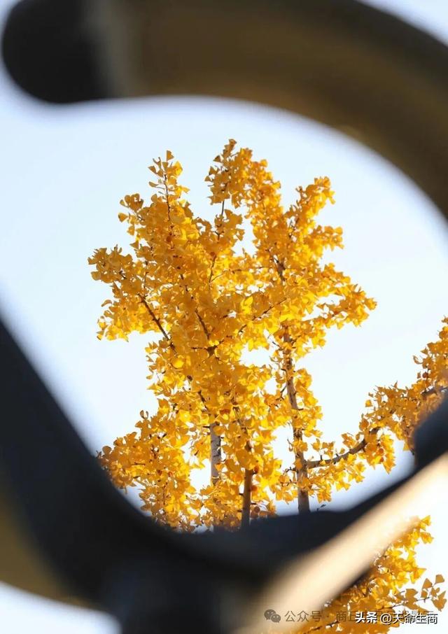 商丘日月湖景区：从来银杏不负秋