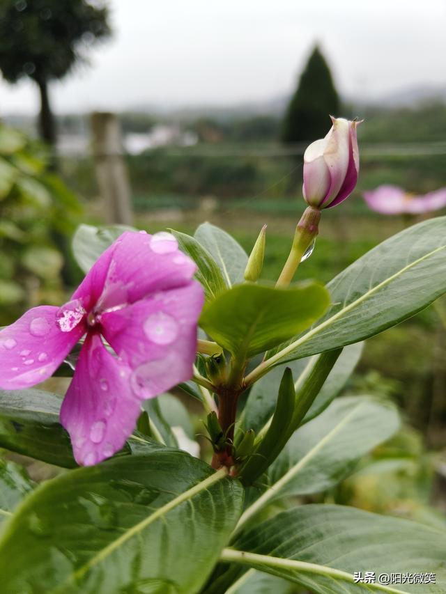 头条为什么设置作品置顶?如果不去设置，你后悔去吧