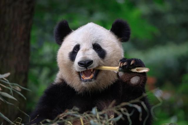成都出发，适合暑期带娃旅行的6个宝藏城市！