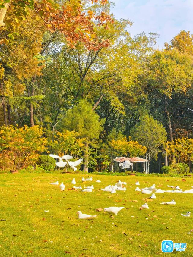 太美了！来潍坊植物园邂逅“落叶纷飞”的金色浪漫