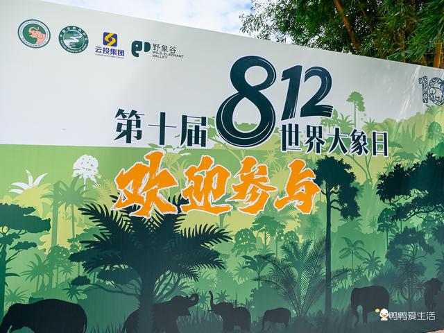云南秘境｜闯入西双版纳野象谷，邂逅雨林与象群的奇妙之旅