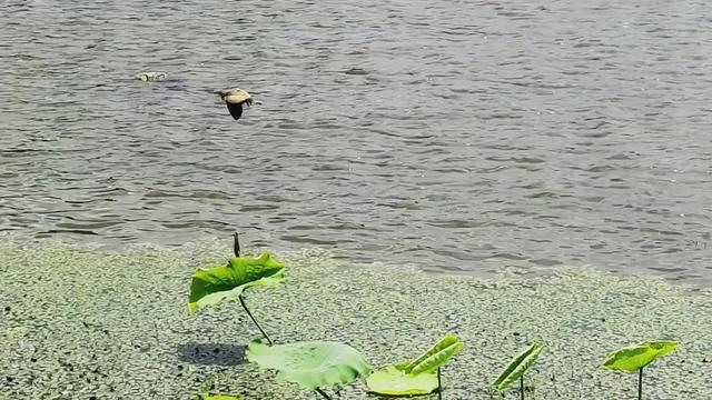 大美泌阳系列之菌都公园：荷香逸韵 秋染园景