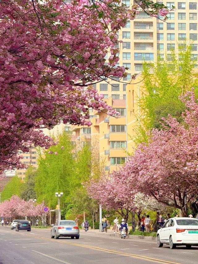 收藏！高新区这条“樱花大道”真的太美了~