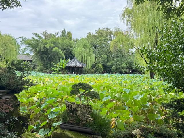 桂湖公园