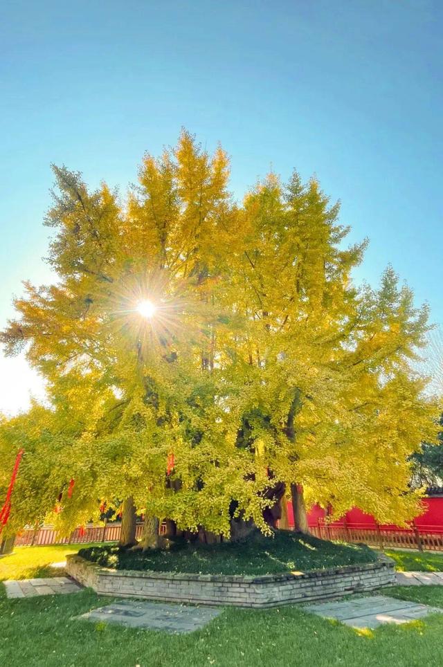 秋日顶流，风景绝美！留下最美的记忆