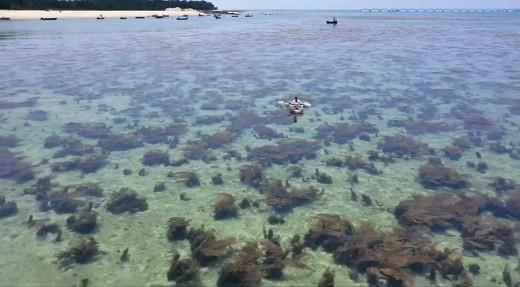 中国在0.22平方公里的荒岛上种下10万棵绿植，产生了三个意外收获