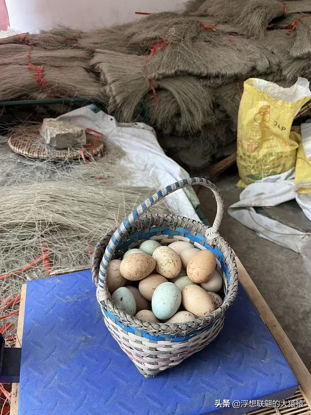 游赏过九鼎山后，我又跑到一户院里“强买”了大爷种在路边的白菜