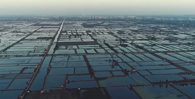 从“退垸还湖”到“观鸟天堂” 探秘汈汊湖的生态新生