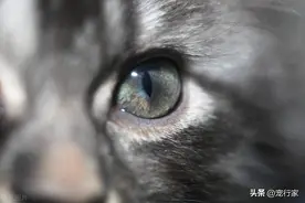如何保护猫咪的眼部健康？猫眼容易出现什么问题？日常如何养护？图片